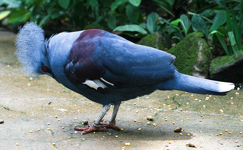 Парк Птиц и Рептилий. Бали, Индонезия.