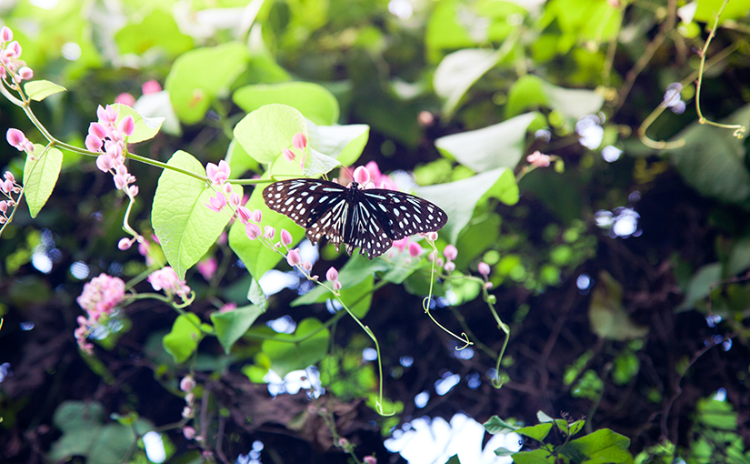 Пещеры Бату и парки Куала-Лумпура. Малайзия.