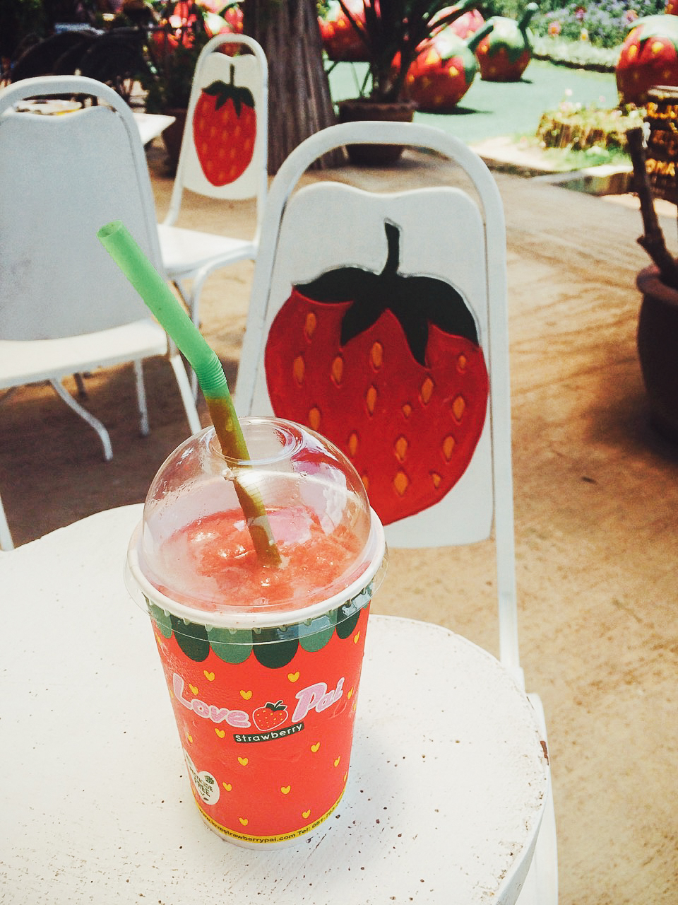 Путешествие по Таиланду, Пай: Клубничная ферма по пути к каньону Путешествие по Таиланду, Пай: Клубничная ферма по пути к каньону