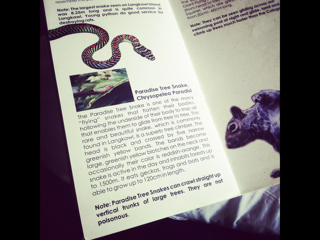 Топ самых классных и необычных отелей, в которых мы побывали: Beraja Resort, Лангкави, Малайзия